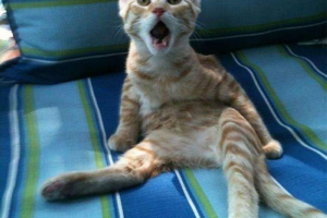 Не видаляйте! Найбільш прохолодні фото-стійки, пов'язані з тваринами Не видаляйте! Найбільш прохолодні фото-стійки, пов'язані з тваринами